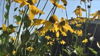 Giant Rudbeckia Laciniata Cutleaf Green Head Conflower Tall Sky High Flower Perennial Purple Hyssop [upl. by Rehprotsirhc]