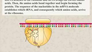 Protein Synthesis Animation [upl. by Anna-Diane]