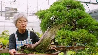 Bonsai the Endless Ritual  Extraordinary Rituals  Earth Unplugged [upl. by Josler103]