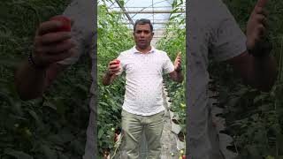 Hydroponics cultivation of tomatoes in Polyhouse [upl. by Gerick26]