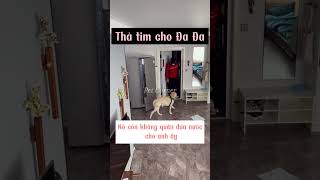 Chú chó Labrador giàu lòng nhân ái nhất mà tôi từng biết  Pet Corner [upl. by Enyaj]