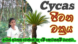 Cycas ජීවන චක්‍රය සරලව sl learning with මැන්ඩිmandi [upl. by Garv872]