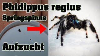 Phidippus regius  Springspinne  Aufzucht [upl. by Dorinda]