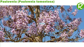 Jak uprawiać pawłownię Paulownia tomentosa [upl. by Erolyat706]