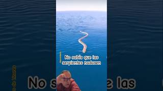 Serpiente viene nadando hacia la barca y se sube encima No sabía que eras el pin nadaban boa [upl. by Annaiuq615]