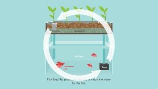 What is Aquaponics [upl. by Enorej]