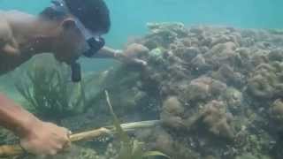 Lombok underwater diving with Betet the octopus catcher [upl. by Sverre]