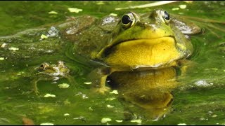 Grenouille verte du nord cri 🐸 Northern Green Frog call 🐸 [upl. by Nohsed274]