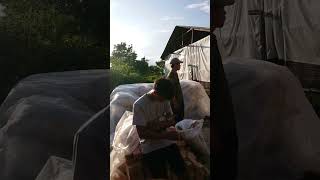 Muat baglog petanijamur automobile budidayajamur farming [upl. by Eugnimod]