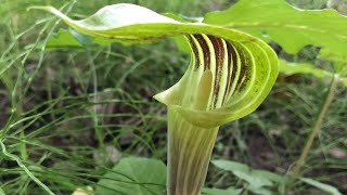 Jack in the Pulpit [upl. by Elburt]