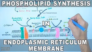 Phospholipid Synthesis in Endoplasmic Reticulum Membrane [upl. by Nuyh]