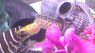 acclimating my fimbriated moray eel [upl. by Wayland]