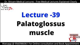 Palatoglossus Muscle in Hindi [upl. by Mcwherter]