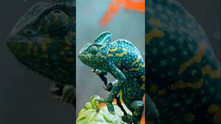 Incredible Abilities of Chameleons Color Changing for Communication and Camouflage [upl. by Ylim]