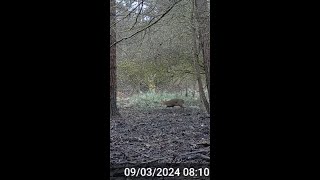 Munjac Passing by  Forest Of Dean [upl. by Bakemeier8]