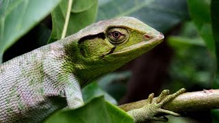 Neotropical chameleon color change Polychrus gutturosus [upl. by Gersham]