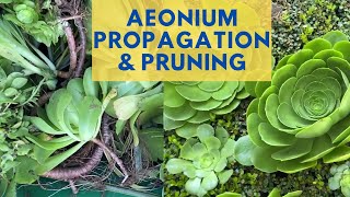 Aeonium Propagation amp Pruning with MOODY BLOOMS [upl. by Maitilde]