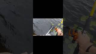 Wedkarstwo  szczupak fishing wędkarstwo pike fishingvideo motivation szczupak spinning [upl. by Edgell]