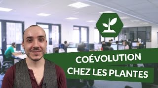 Coévolution chez les plantes  SVT  TS  digiSchool [upl. by Atnicaj]