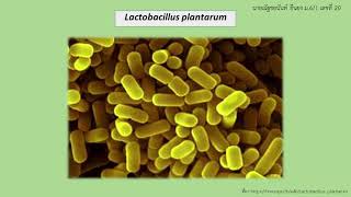 Lactobacillus plantarum [upl. by Alleusnoc534]