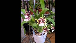 Orchid community pot cambria Barocco red and the Colmanara painter Tropic jungle [upl. by Aicnatsnoc]