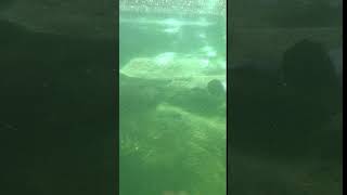 PIGNOSED TURTLE Females Reach Maturity at 18 years amp Males 16 years shorts trending viralvideo [upl. by Ahtivak38]