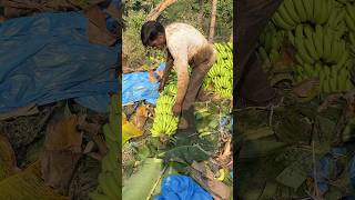 Part 36 Bag wala Kala cutting✂️ super banana youtubeshorts viralshorts Banana lodging [upl. by Enileuqkcaj990]