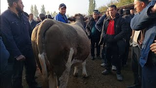 Tergachi mol bozori sigirlar narhlari bilan tanishing 8112024yil [upl. by Jobina]