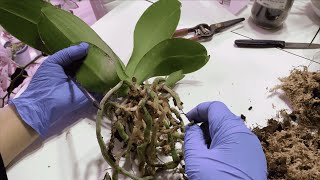 Excellent Way Of Replanting Phalaenopsis Orchids For Beginners [upl. by Tattan]