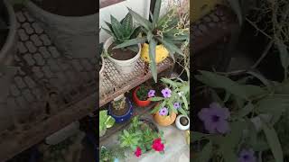 Beautiful terrace garden  nature  viral short [upl. by Levi240]