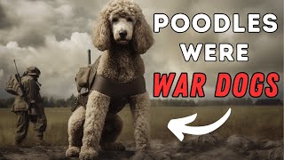 Poodle Facts 10 Interesting Things You Didnt Know [upl. by Motch592]