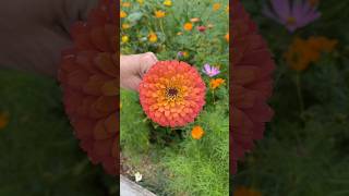 Zinnia Flowers Vibrant Easy and PollinatorFriendly Blooms [upl. by Leyes58]