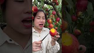 Nature Fresh Fruit video of Industry spe215 fruit shorts farming [upl. by Enywtna]