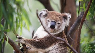 Life Cycle Of Koala  Koala Tours [upl. by Adela991]