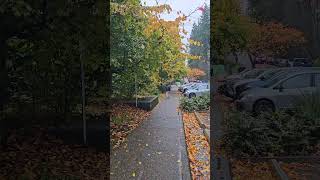 Fall leaves at Capilano University [upl. by Jamison]