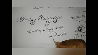 chromatin remodeling heterochromatin euchromatin [upl. by Karlyn]