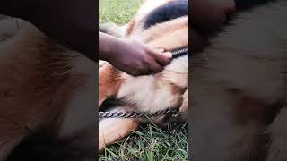 softy grooming time shortvideo [upl. by Vic]