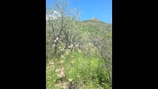 Calling Blackcapped Gnatcatcher at California Gulch [upl. by Ingrim]