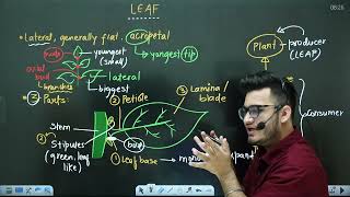 L3 Leaf amp its Modifications  Morphology in Flowering Plants  11th Class Biology ft Hyperbiologist [upl. by Arondel672]