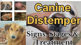 Canine Distemper in Dogs All stages with signs and possible treatment options by Dr Sk Mishra [upl. by Nedda]