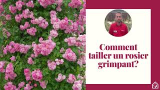 Comment tailler un rosier grimpant  🌹 [upl. by Dnomra]