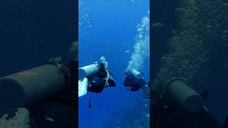 Glimpse of diving experience in maldives seychelles philippines scubadiving [upl. by Annyahs]