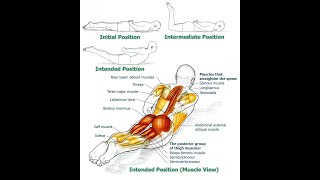 Unlocking the Power of Your Erector Spinae Strengthening and Function Explained [upl. by Auberta]