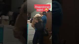 NAGPAKARGA  WALANG PASALUBONG doglover dog shortvideo shortshortsviral [upl. by Htennaj276]