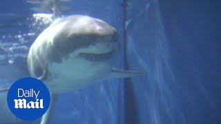 Great White Shark dies after just three days in aquarium  Daily Mail [upl. by Jorry55]