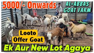 5000 Se Agaya New Lot Goat Offer At ALABBAS GOAT FARM  Saste Bakra Bakri In Mumbra [upl. by Ativad151]