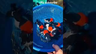 Runchu red head goldfish 🐠🐟subscribe youtubeshorts goldfishworld aquariumfish viralvideo music [upl. by Randa]