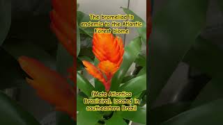 The bromeliad is endemic to the Atlantic Forest biome Mata Atlantica Brasileira southeast Brazil [upl. by Apps]