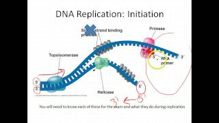 AP Biology DNA Replication [upl. by Aihsemek]