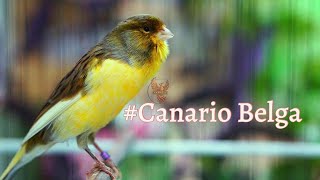 Canario Belga Cantando 350 Canto de Canário Belga para Esquentar Qualquer Canário Frio [upl. by Einaej]